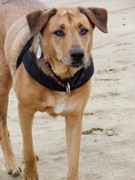 honden foto honden foto van Charita