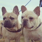 honden foto van Marisa