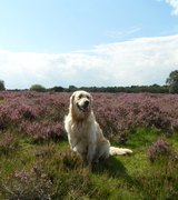 honden foto van Ed Bok