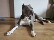 honden foto van siggy