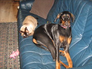 honden foto van n.maarleveld