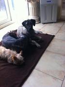 honden foto van patricia