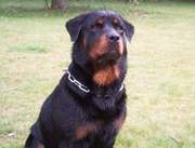 honden foto van vogel