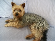 honden foto van tanja