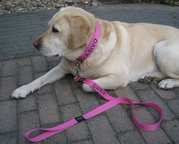 honden foto van jeannette