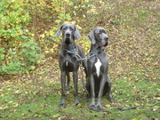 honden foto van Hilde en de waffers 