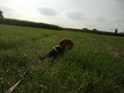 honden foto van Matthias 