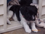 honden foto van Simone en Bella