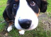 honden foto honden foto van Ilse