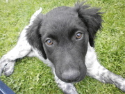 honden foto van irenetje1