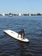 honden foto van Nicky