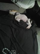 honden foto van Cassandra & Mila