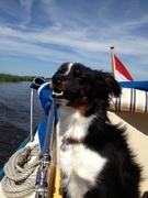 honden foto honden foto van Manja