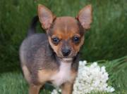 honden foto van Bedje