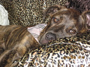 honden foto honden foto van leona