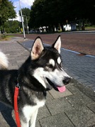 honden foto honden foto van Mark