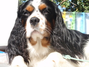 honden foto van Romee