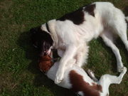 honden foto van Jesse