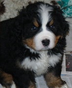 honden foto van Roef!