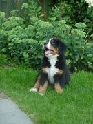 honden foto honden foto van virginie