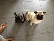 honden foto van Anoek