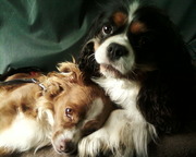 honden foto honden foto van Elodie