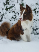 honden foto van angelique konig