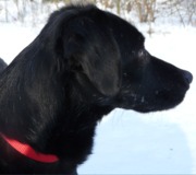 honden foto van essieee