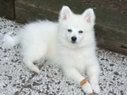 honden foto van ray
