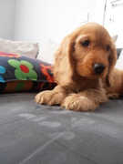 honden foto van silke delannoye