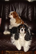 honden foto van marlis