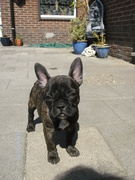 honden foto van allstar0
