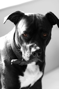 honden foto van Gerry bazin van Dusty