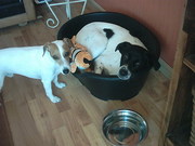 honden foto honden foto van Dianne