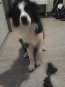 honden foto van Varg