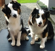honden foto van anja allard