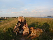 honden foto honden foto van joyce de vink