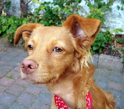 honden foto honden foto van John Reinartz