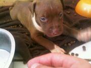 honden foto van Moes & Ace