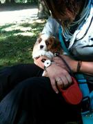 honden foto van kattekop