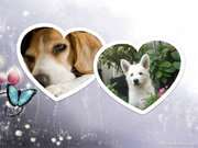 honden foto van Debby 