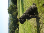 honden foto van Dogsen