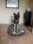 honden foto van Simone&Branka-xxx-