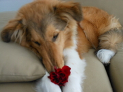 honden foto van Carmen & Levi