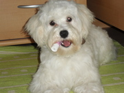 honden foto van Nancy