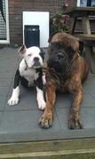 honden foto van Izanka Labots