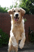 honden foto honden foto van VincentEnMaxx