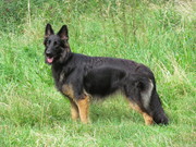 honden foto honden foto van Marcel