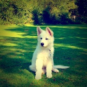 honden foto van BastiaanN