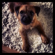 honden foto honden foto van Jasper